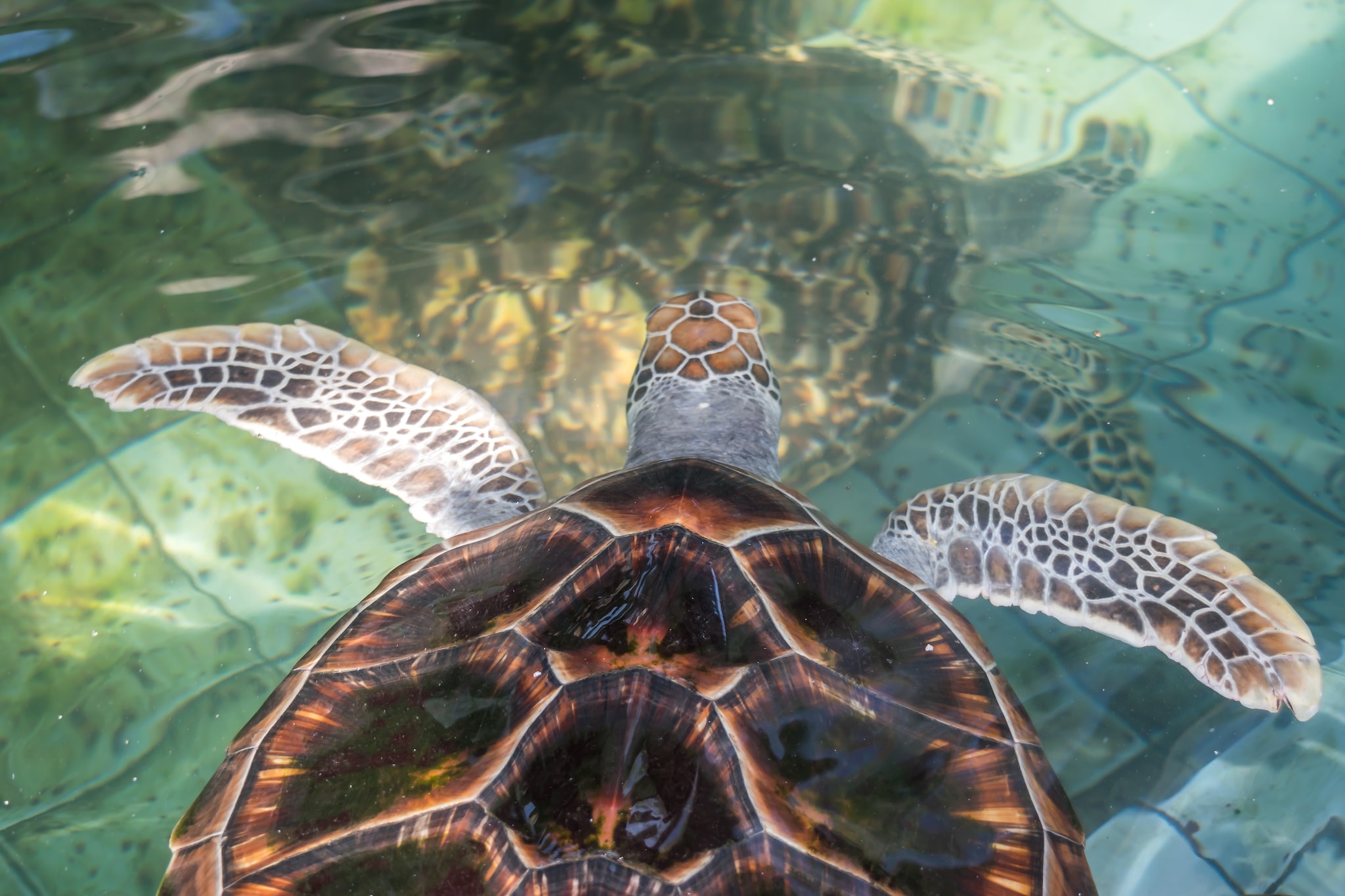 sea-turtle-conservation-centre