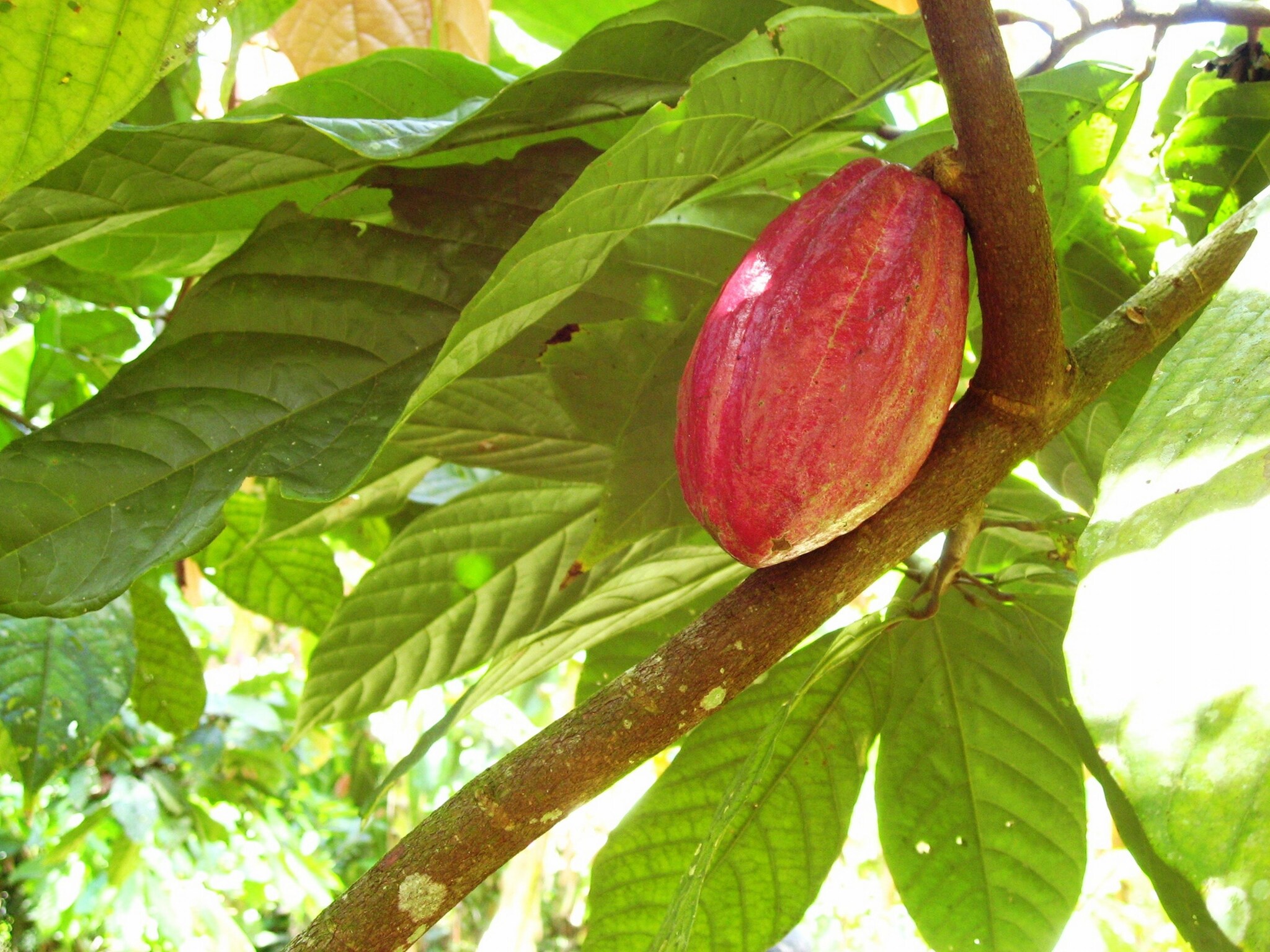 caribbeancacaoexperience