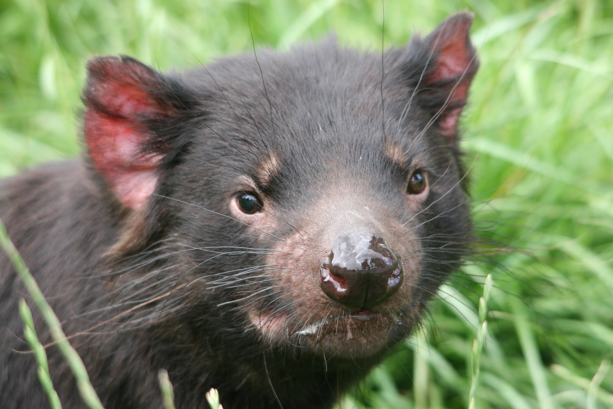 tasmanian-devil-conservation-project