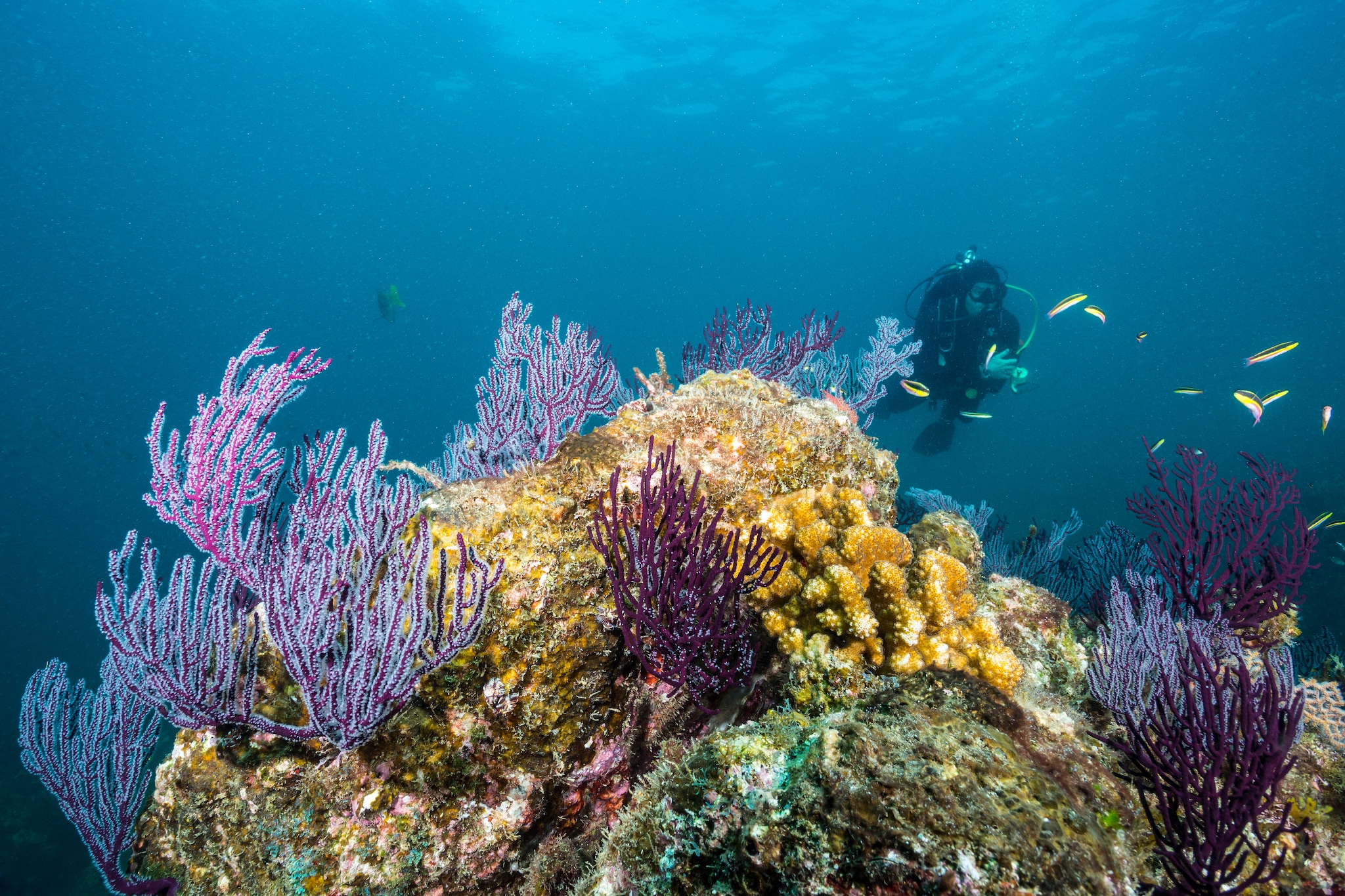 chileno-bay-sail-snorkel